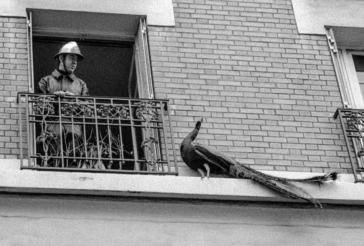 pompier paon