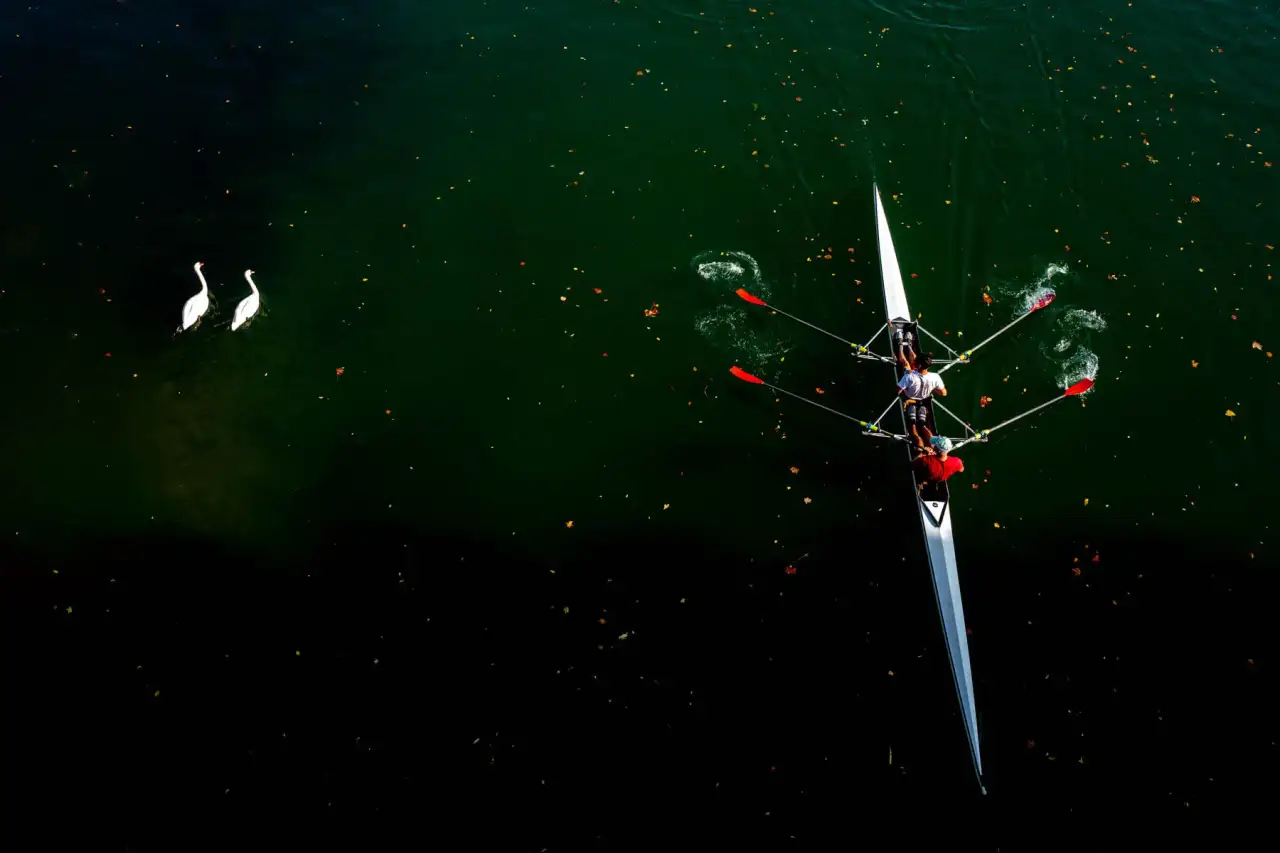 les cygnes